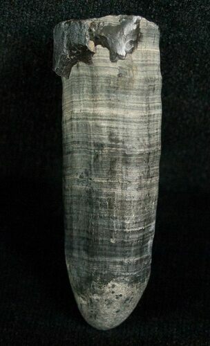 Miocene Aged Fossil Whale Tooth - #5661